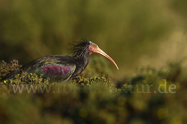 Waldrapp (Geronticus eremita)