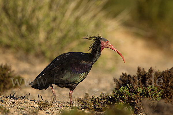 Waldrapp (Geronticus eremita)