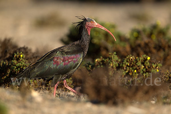 Waldrapp (Geronticus eremita)