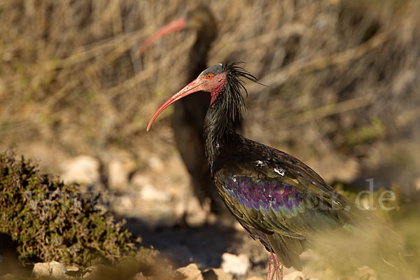 Waldrapp (Geronticus eremita)