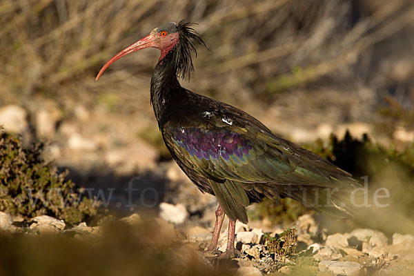 Waldrapp (Geronticus eremita)