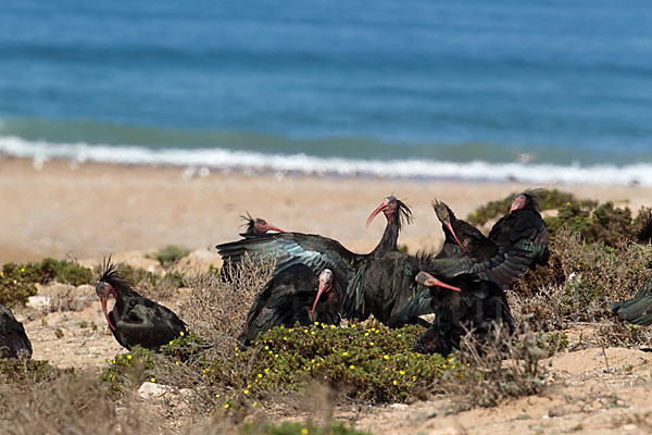 Waldrapp (Geronticus eremita)