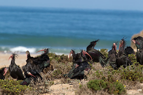 Waldrapp (Geronticus eremita)