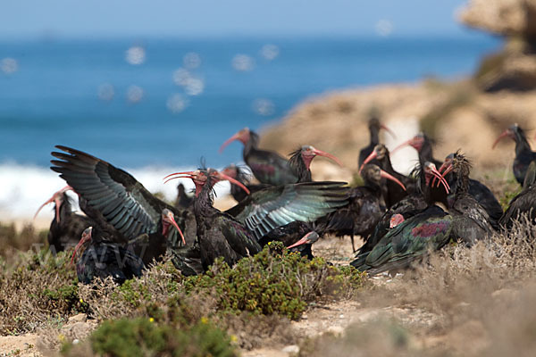 Waldrapp (Geronticus eremita)