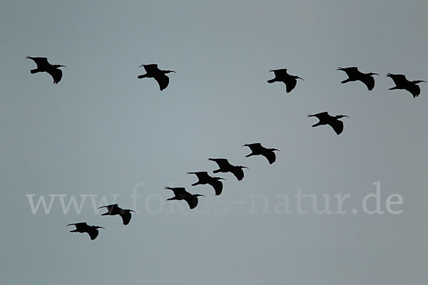 Waldrapp (Geronticus eremita)