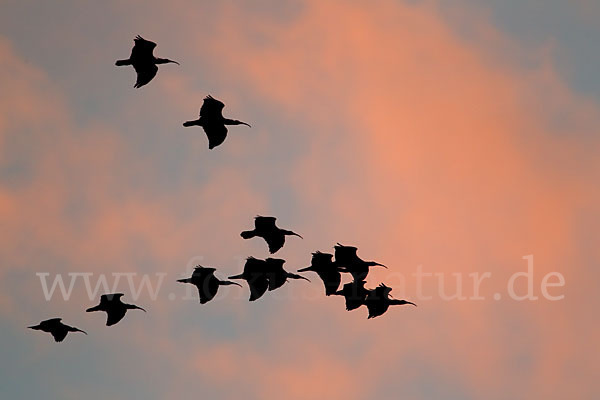 Waldrapp (Geronticus eremita)