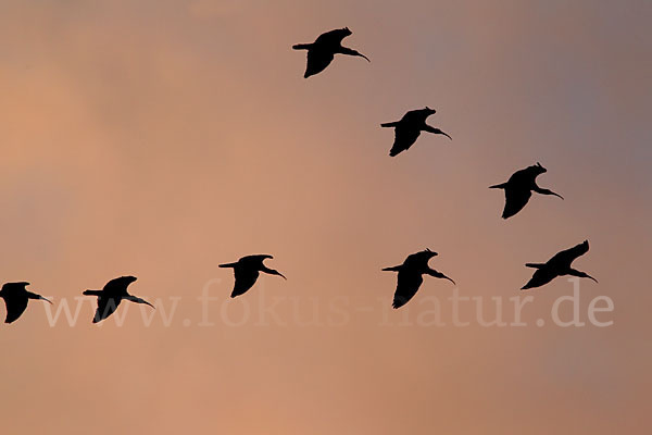 Waldrapp (Geronticus eremita)