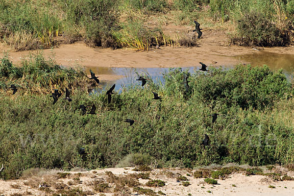 Waldrapp (Geronticus eremita)