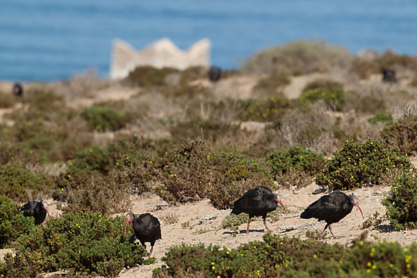 Waldrapp (Geronticus eremita)