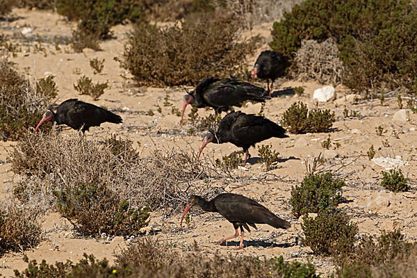 Waldrapp (Geronticus eremita)