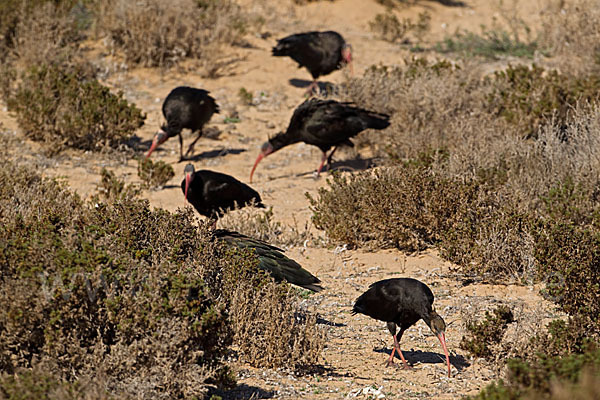 Waldrapp (Geronticus eremita)