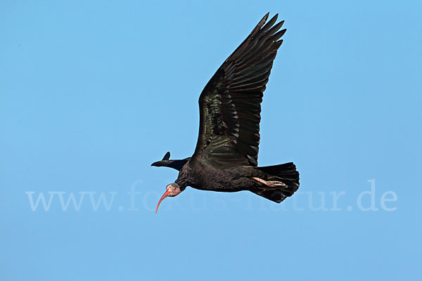 Waldrapp (Geronticus eremita)