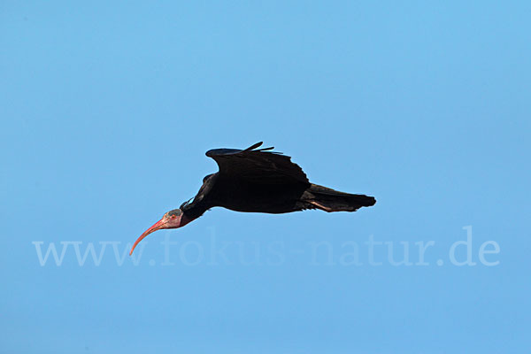 Waldrapp (Geronticus eremita)