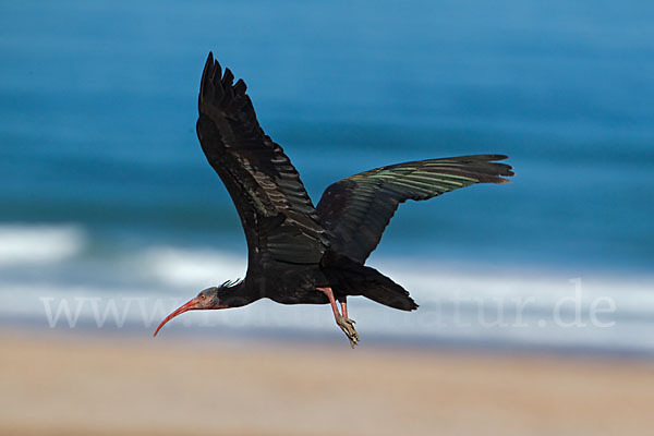 Waldrapp (Geronticus eremita)