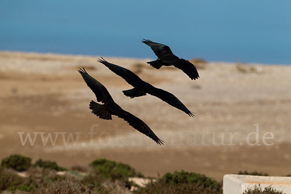 Waldrapp (Geronticus eremita)