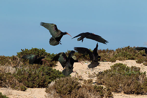Waldrapp (Geronticus eremita)