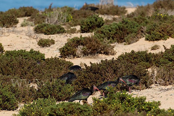 Waldrapp (Geronticus eremita)