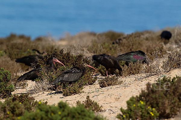 Waldrapp (Geronticus eremita)