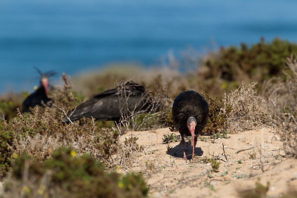 Waldrapp (Geronticus eremita)