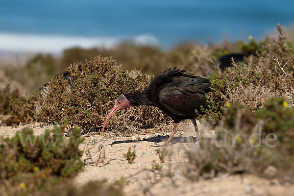 Waldrapp (Geronticus eremita)