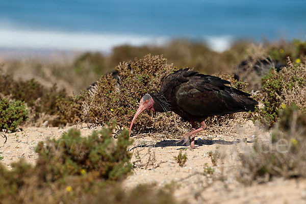 Waldrapp (Geronticus eremita)