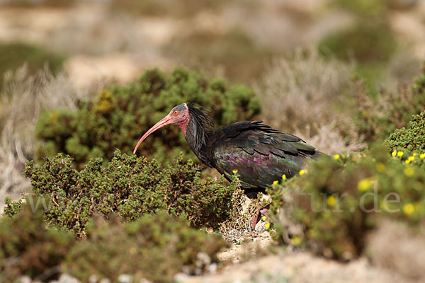 Waldrapp (Geronticus eremita)