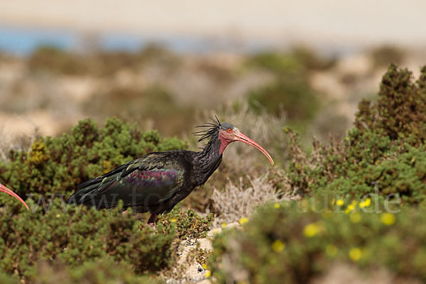 Waldrapp (Geronticus eremita)