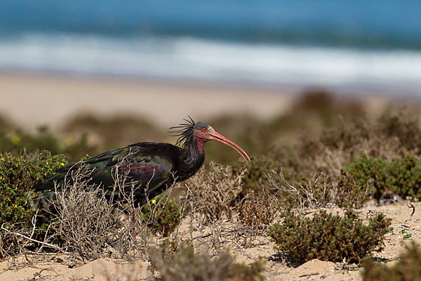 Waldrapp (Geronticus eremita)