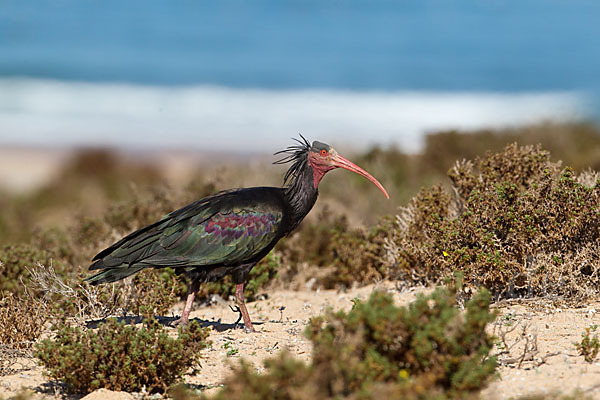 Waldrapp (Geronticus eremita)