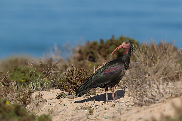 Waldrapp (Geronticus eremita)