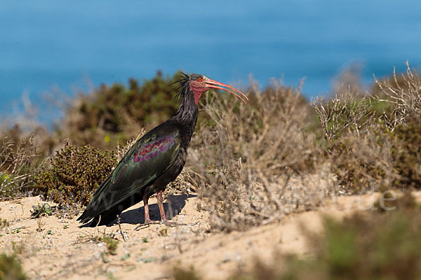 Waldrapp (Geronticus eremita)