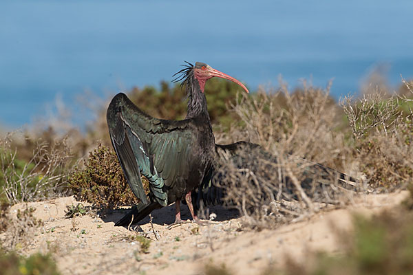 Waldrapp (Geronticus eremita)