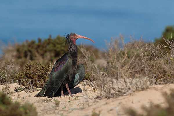 Waldrapp (Geronticus eremita)