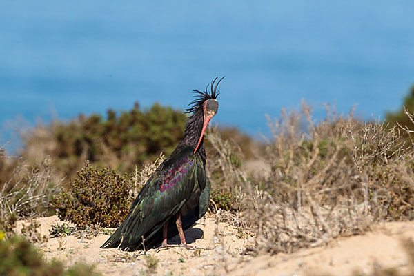 Waldrapp (Geronticus eremita)