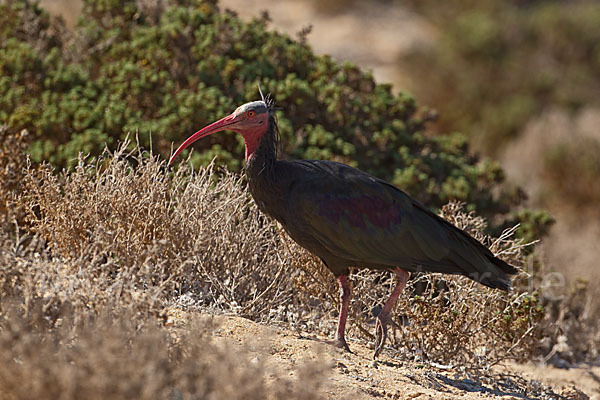 Waldrapp (Geronticus eremita)