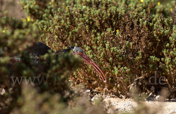 Waldrapp (Geronticus eremita)