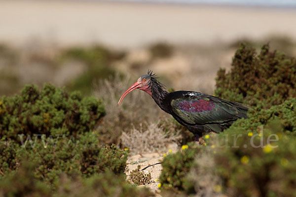 Waldrapp (Geronticus eremita)