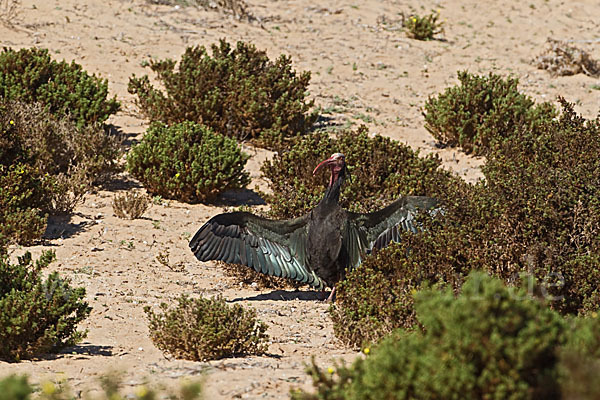 Waldrapp (Geronticus eremita)