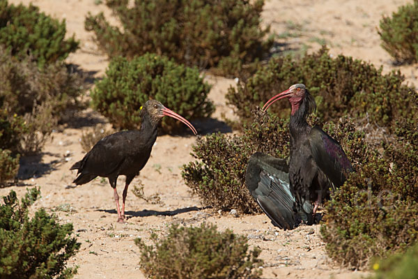 Waldrapp (Geronticus eremita)