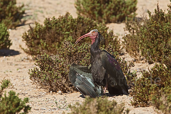 Waldrapp (Geronticus eremita)