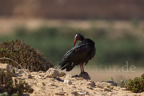 Waldrapp (Geronticus eremita)