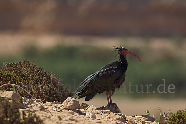 Waldrapp (Geronticus eremita)