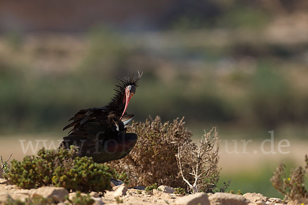 Waldrapp (Geronticus eremita)