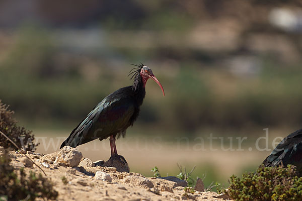 Waldrapp (Geronticus eremita)