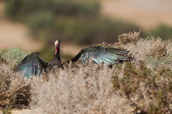 Waldrapp (Geronticus eremita)