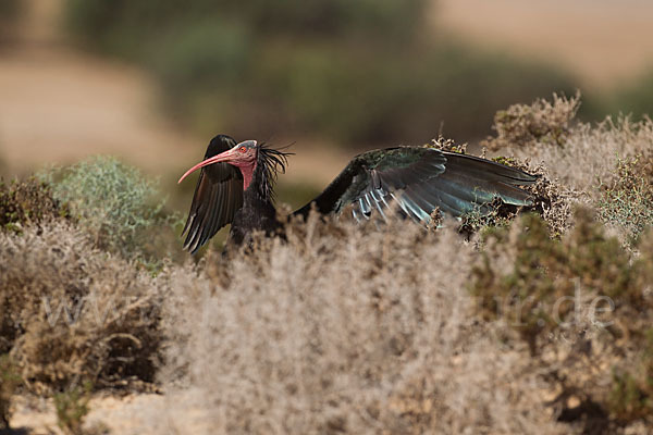 Waldrapp (Geronticus eremita)