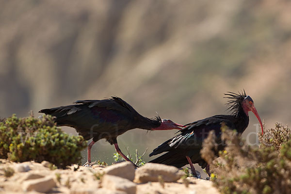 Waldrapp (Geronticus eremita)