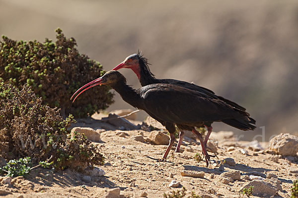 Waldrapp (Geronticus eremita)