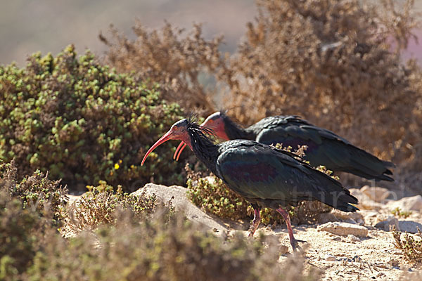 Waldrapp (Geronticus eremita)