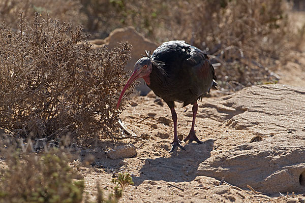 Waldrapp (Geronticus eremita)